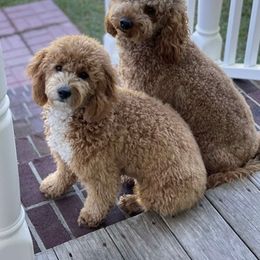 Goldendoodles from Dee Dee’s Mini Golden Doodles