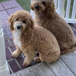 Goldendoodles from Dee Dee’s Mini Golden Doodles