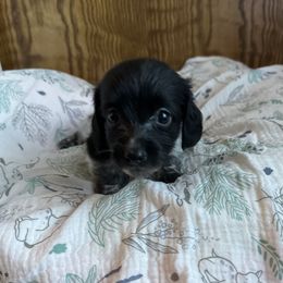 Girl 3- Shadow-   Luna - Black female Dachshund puppy in Wolf Lake, Indiana from Canisteo Dachshunds