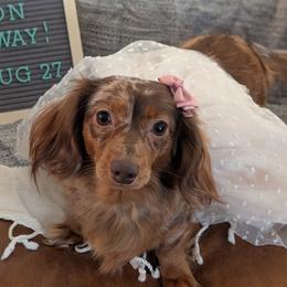 Minnow - Dachshund