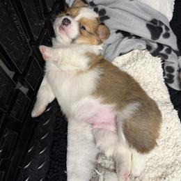 Pembroke Welsh Corgi Puppies from Corgi Love Tales