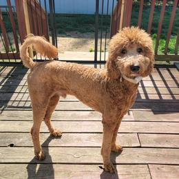 Coop - Goldendoodle