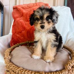 Aussiedoodle puppies from V6 Ranch Dogs
