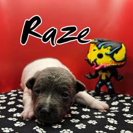 Raze - White and blue male Rat Terrier puppy in Lynn, Alabama from Cryptic Rat Terriers