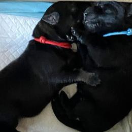 German Shepherd Puppies from German Shepherds of Virginia