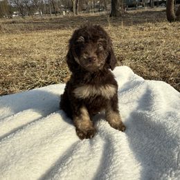 Amethyst - Phantom Poodle puppy in Allentown, Pennsylvania from Poodles Are Mixy