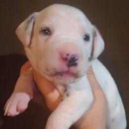 Alastor (Red Collar Male) - White and black male Dalmatian puppy in Raymondville, Missouri from Wagner's Dalmatian's