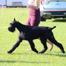 Asparagus - Giant Schnauzer
