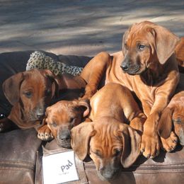 Rhodesian Ridgeback Puppies from Ukukhanya Ridgebacks