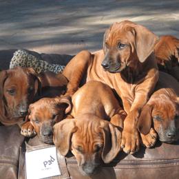 Rhodesian Ridgeback Puppies from Ukukhanya Ridgebacks
