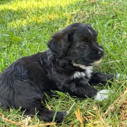 Blaze - Black male Havanese puppy in Brisbane, California from Natalie’s Havanese