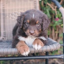 Boy 3 - Red tri-color male Australian Shepherd puppy in Yakima, Washington from Naches Heights Ranch