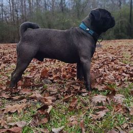 Bruno - Pug