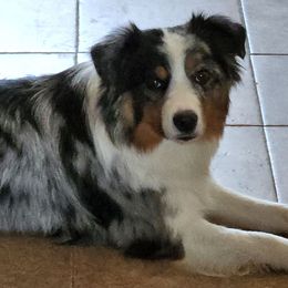 Miniature American Shepherd All Grown Up from Moon Phase Kennel
