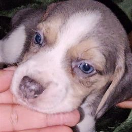 Beagles from Bautista's Beagles