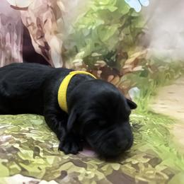 Lemonade - Black female Labrador Retriever puppy in Danby, Vermont from Wolf Mountain Kennel