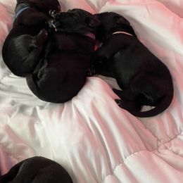 Girl 4 - Black female Newfoundland puppy in Shingletown, California from Astreas Newfoundlands