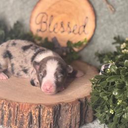 Spike - Blue merle male Australian Shepherd puppy in California from Eagle River Aussies