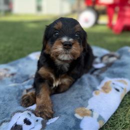 Boy 2 - Tri-color male Bernedoodle puppy in Spring Hill, Florida from Ohana Doodles