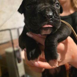 Yellow - Brindle female Boxer puppy in Caspian, Michigan from Andrus Family Boxers