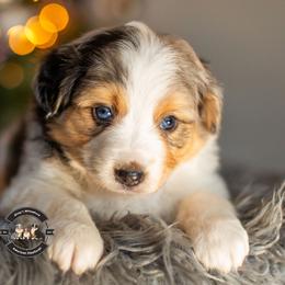 Rae - Blue merle female Miniature American Shepherd puppy in Tonopah, Arizona from King's Miniature American Shepherds
