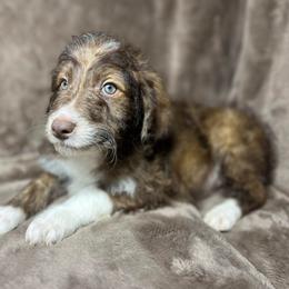 Boy 3 - Red male Aussiedoodle puppy in Alabama from SBA Aussies