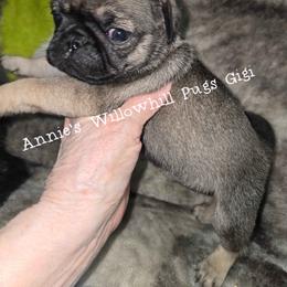 Gigi - Fawn female Pug puppy in Janesville, Wisconsin from Annie's Willow Hill Pugs