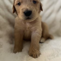 Boy 4 - Golden Retriever puppy from Washington Lakeside Goldens