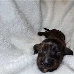 Haunted moonlight 2200 pet only 3200 full akc - Brindle male Dachshund puppy in Bristol, Tennessee from It's Mini Wieners Baby