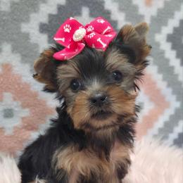 Brookie TEACUP - Blue and gold female Yorkshire Terrier puppy in Monticello, Iowa from Ashley’s Puppies