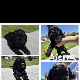 Cocker Spaniel Puppies from Sweet Heart Cockers