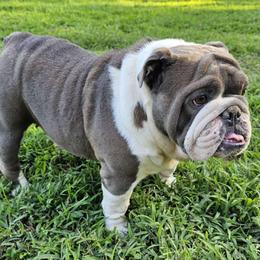 Belle - Bulldog