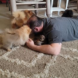 Pomeranian Puppies from Gypsy Poms