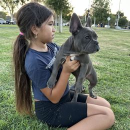 French Bulldog Puppies from French OG Los Ángeles