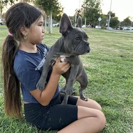 French Bulldog Puppies from French OG Los Ángeles