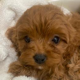 Maraschino - Red female Cavapoo puppy in Orinda, California from Amore Cavaliers