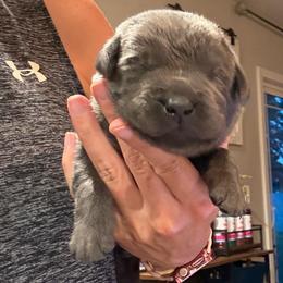Orange- Charcoal Male - Charcoal male Dilute Retriever puppy in Marion, Illinois from Summer Lovin’ Labradors of Southern Illinois