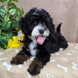 Icicle - Tri-color female Bernedoodle puppy in Seymour, Missouri from D and D’s Dandy Doodles
