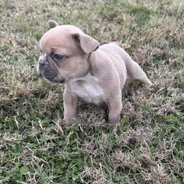 French Bulldog Puppies from Teak’s Texas Frenchie’s