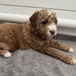 Goldendoodle Puppies from Heather's Goldendoodles