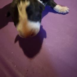 Zoe - Black brindle and white female Bull Terrier puppy in Jasper, Indiana from Beautiful Bullies