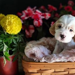 Reese's - Lemon and white male English Springer Spaniel puppy in Westover, Maryland from Sterling's springer Haven