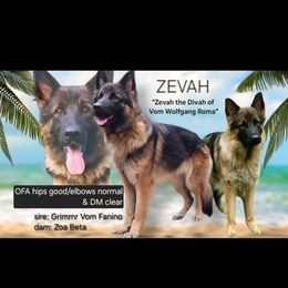 Zevah - German Shepherd