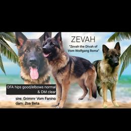 Zevah - German Shepherd