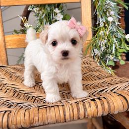 Maltipoo puppies from Country Cottage Puppies