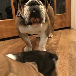 Hulk - Bulldog