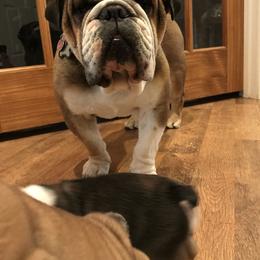 Hulk - Bulldog