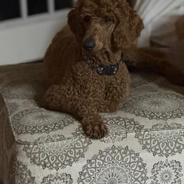 Poodles from Darla's Legacy Red Standard Poodles