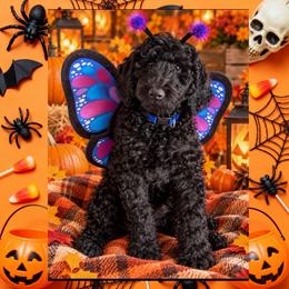 Orange 1400 - Black female Goldendoodle puppy in Salem, Oregon from Capital Doodles