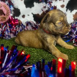 Rex - Wheaten male Miniature Schnauzer puppy in Edinburg, Texas from Forever Schnauzers
